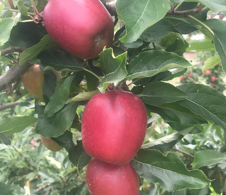 ApplesOnTree