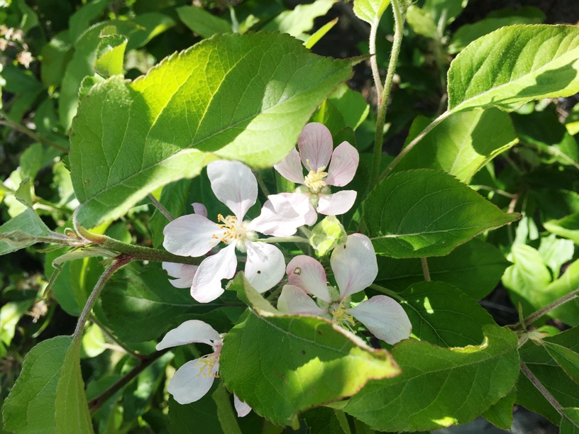 Kelston Premium Grade 2