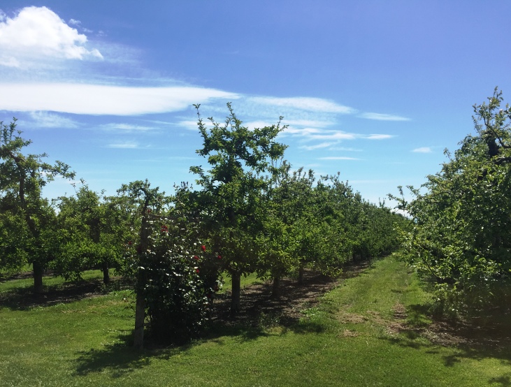 Kelston Premium Grade 2