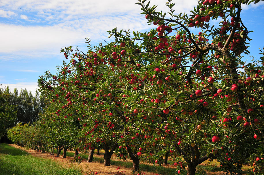 Kelston Premium Grade 2